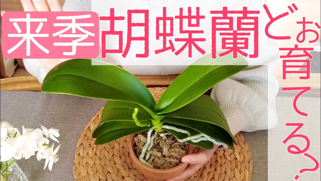 今まで黙っててごめんなさい】そろそろ考えるのにいい時期ですね - YouTube