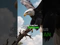 aguilas.. #curiosidades #documentalcientífico #conservación #sabiasque
