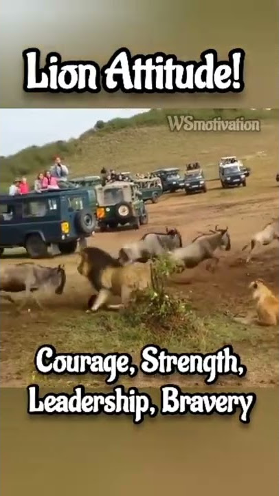 Lion Attitude| #Attitude|#shorts | lion mentality|