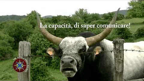 Come si chiama il verso del bisonte?