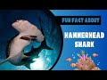 Hammerhead Sharks Unveiled: From Mysterious Behaviors to Stunning Facts