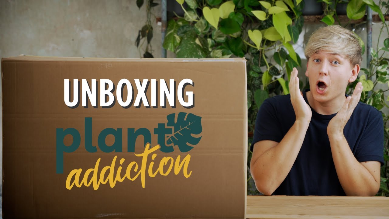 MEGA Pflanzen Unboxing 😱 Meine bisher größte Bestellung bei Plantaddiction | Plant Haul