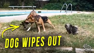 Dog Wipes Out While Playing Chase With Other Dogs