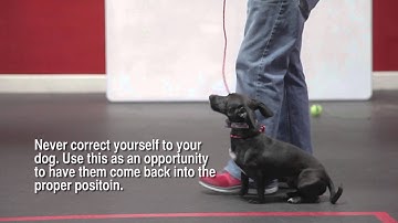 Ask The Trainer: The Heel Command Part 3 | SitMeansSit.com