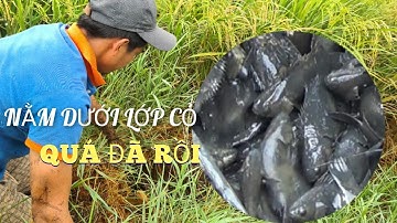 Bắt cá cạn mùa khô cánh đồng lúa miền tây / Catching shallow fish || Linh đức huệ vlog