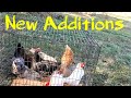 Introducing New Chickens To The Flock + A Sweet New Duck