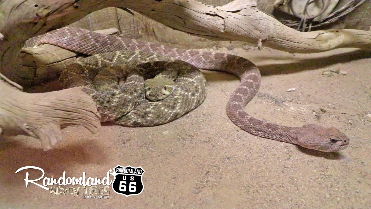 Rattlesnake Museum! Route 66 in Old Town Albuquerque YouTube