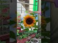 If you missed the earlier parts, go check them out on my profile before this one 🌻💛 #GardenLife