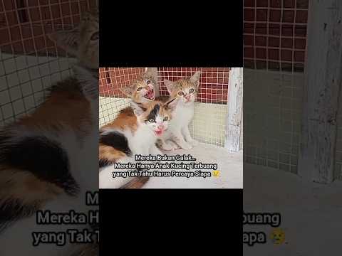 Mereka Bukan Galak 😢 Mereka Anak Kucing Terbuang yang Tak Tahu Harus Percaya Siapa #shorts #kucing