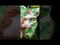 【Funny cat 😝】Fight with my mother.