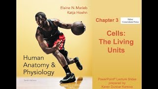 Anatomy and Physiology Ch. 3 Notes Part 3