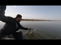 Щука во всей своей красе #shortvideo  #shorts