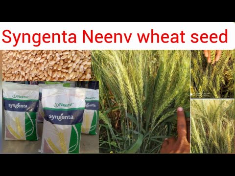 Syngenta Neenv wheat seed #गेहूं की उन्नत किस्म#गेहूं
