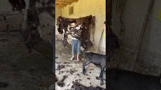 Six Kilos Of Premium Wool, All Natural