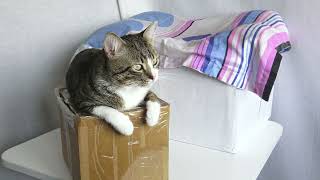 Cat Sits Like a Sphynx on His Box