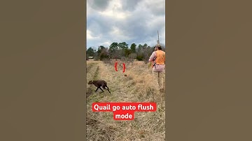 German shorthaired pointer decides to race flushing quail #bartonoutfitters