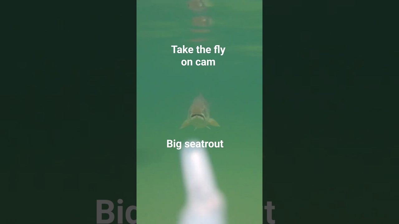 Stor havørred tager Steen,s Rejeflue 5 dec. 