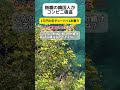 【無職の韓国人】コンビニ強盗で1万円と缶チューハイ1本奪う #shorts