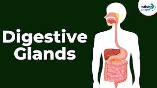 Digestive Glands | Don't Memorise