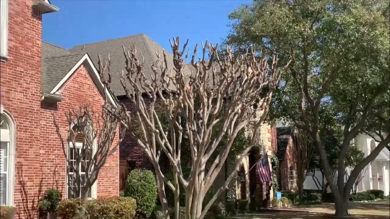 How to Properly Prune a Crepe Myrtle YouTube