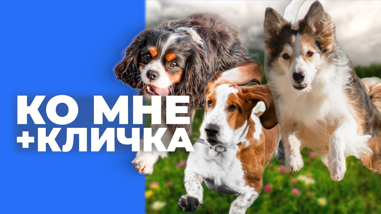 Собака не откликается на кличку 🎙️ ошибки подзыва в реальных ситуациях