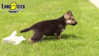 Cheerful German Shepherd Puppy by Lancaster Puppies 67 views 4 days ago 42 seconds