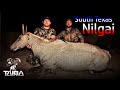 South texas nilgai safari with scimitar  javelina