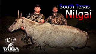 South Texas Nilgai Safari with Scimitar & Javelina!