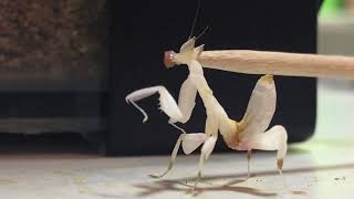 Hand feeding a L3 Orchid mantis