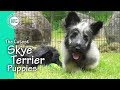 The Cutest Skye Terrier Puppies の動画、YouTube動画。