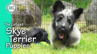The Cutest Skye Terrier Puppies
