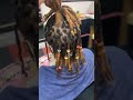 #locs #fypシ #braid #hair #locstyles #trending #hairstyle #tiktok #trendingreels #reels #viral #ips