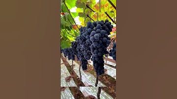 Grape Farming Techniques #satisfying #shortsvideo
