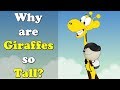 Why are Giraffes so Tall? + more videos | #aumsum #kids #science #education #children