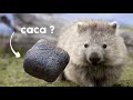 Pourquoi le wombat faitil des crottes carres 