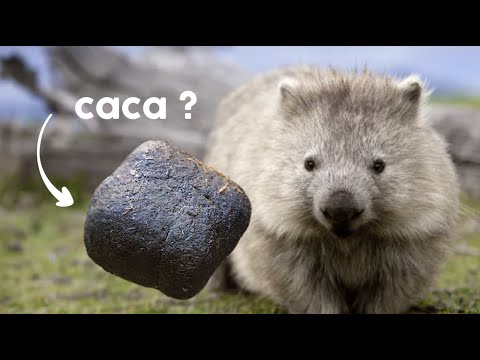Vidéo: Pourquoi Le Caca De Wombat A La Forme D'un Cube