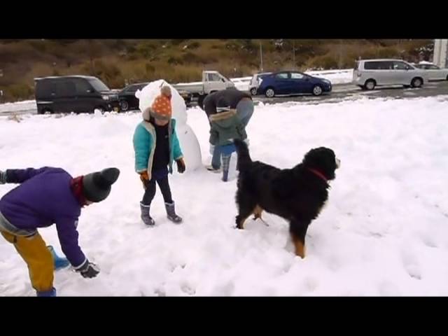 バーニーズマウンテンドッグと雪遊び