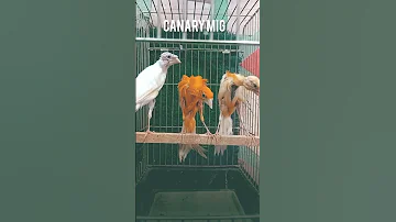 اثنان من القواصع المميزه و واحد متوج بتاج من الريش Birds Kenari Bird Canary Lovebird كنار 