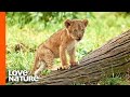 These Newborn Lion Cubs Are Ready to Take On the World!