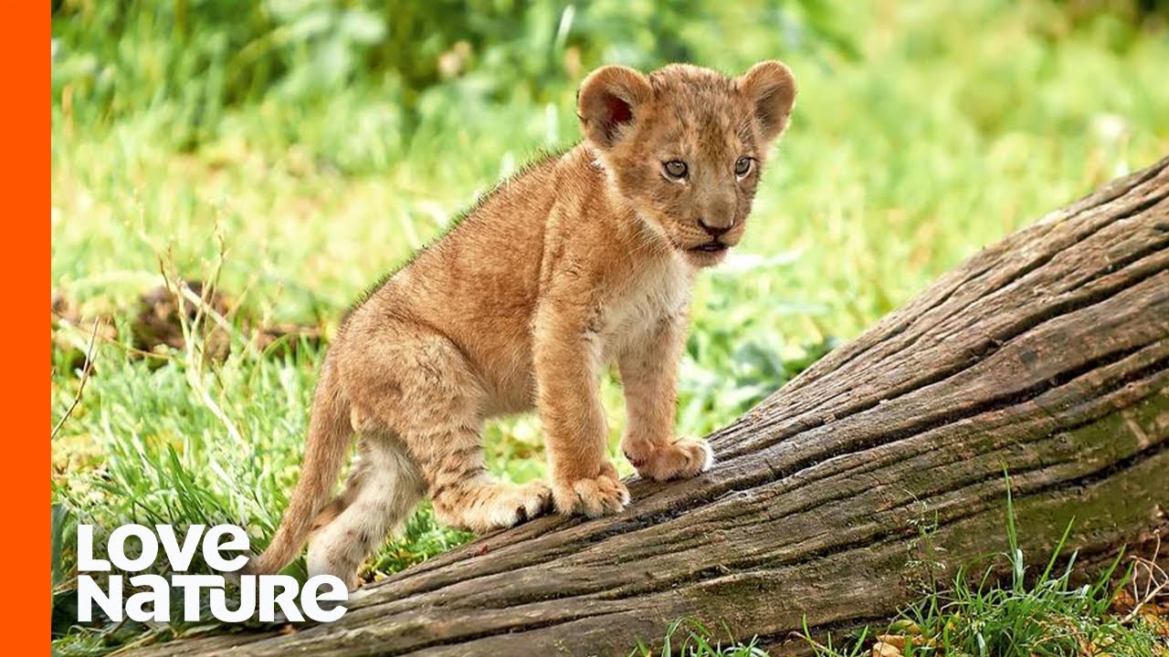 Lost "Misfit" Lion Cub Survives A Night of Horror | Love Nature - YouTube