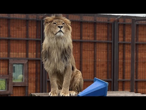 Капризная Киара не пустила Шерхана в домик) Минский зоопарк 