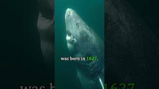 The Oldest Creature on Earth