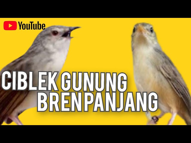 CIGUN CIBLEK GUNUNG Gacor ngebren panjang masteran murai batu Kacer cucak hijau class=