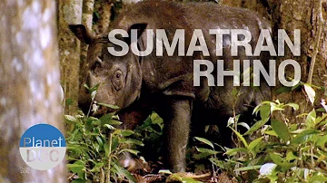 The Sumatran Rhino | Wild Animals - Planet Doc Full Documentaries