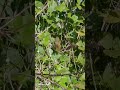 Miami birds