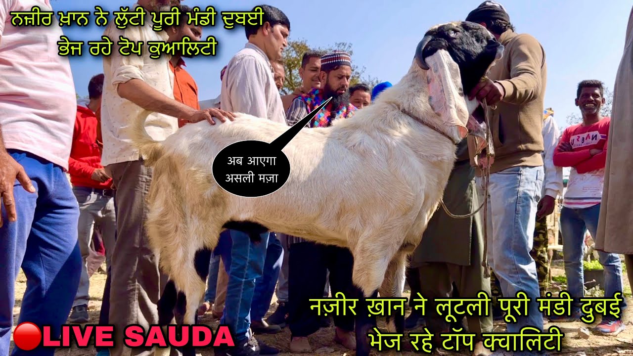 नज़ीर ख़ान दुबई भेज रहे टॉप क्वालिटी लुटली पूरी मंडी #live_sauda Mullanpur bakri bazar @farmingbaba