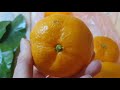 Укореняю Черенки Мандарина с рынка ✅ Хочу мандариновое дерево дома 🍊🍊🍊