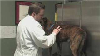 Dog Health : How to Diagnose a Coughing Dog