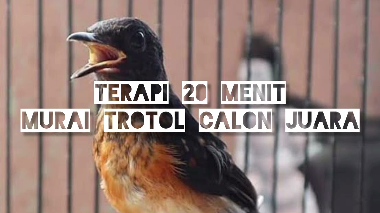 Terapi 20 Menit murai trotol calon juara‼️ #muraibatu #muraijantan #muraitrotolgacor #muraibatumedan