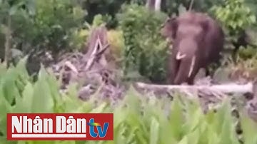 Đồng Nai: Voi rừng phá hoại hoa màu của người dân